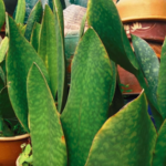 Tyto rostliny vám pročistí vzduch.