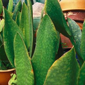 Tyto rostliny vám pročistí vzduch.