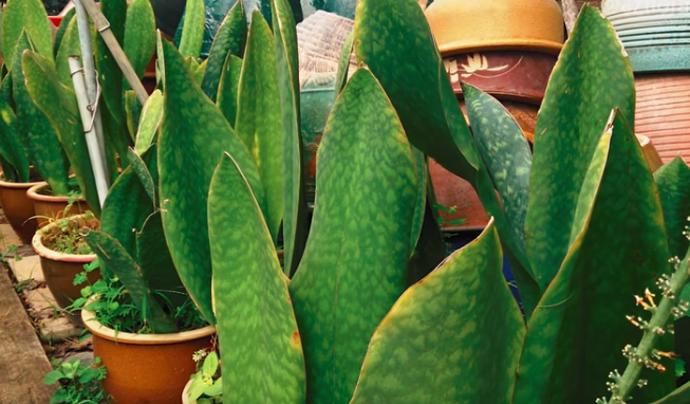 Tyto rostliny vám pročistí vzduch.