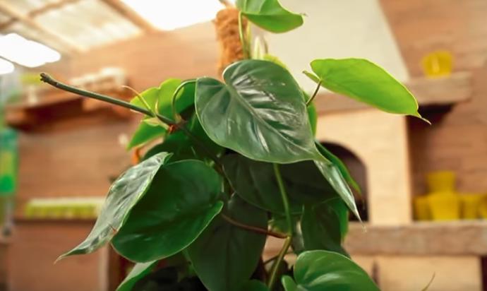 Toxiny sice člověk moc nevnímá, ale z cigaretového kouře vás může pořádně bolet hlava.