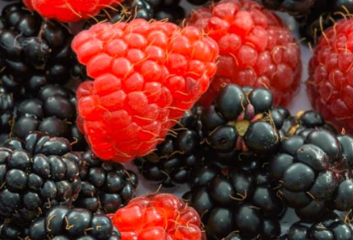 Lesním plodům se raději vyhněte.