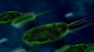 Za zánět močových cest může bakterie Escherichia coli