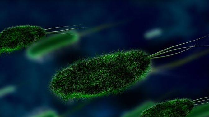 Za zánět močových cest může bakterie Escherichia coli