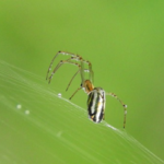 Pavouci také děsí mnoho lidí.