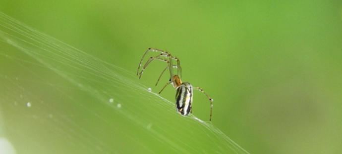 Pavouci také děsí mnoho lidí.