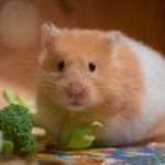 Rak (22. 6. – 22. 7.): Raci by si měli pořídit něco malého, nenáročného a roztomilého. Hvězdy ukazují na křečka. Tenhle roztomilý hlodavec přinese do jejich života hodně lásky a radosti.