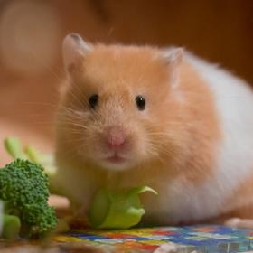 Rak (22. 6. – 22. 7.): Raci by si měli pořídit něco malého, nenáročného a roztomilého. Hvězdy ukazují na křečka. Tenhle roztomilý hlodavec přinese do jejich života hodně lásky a radosti.