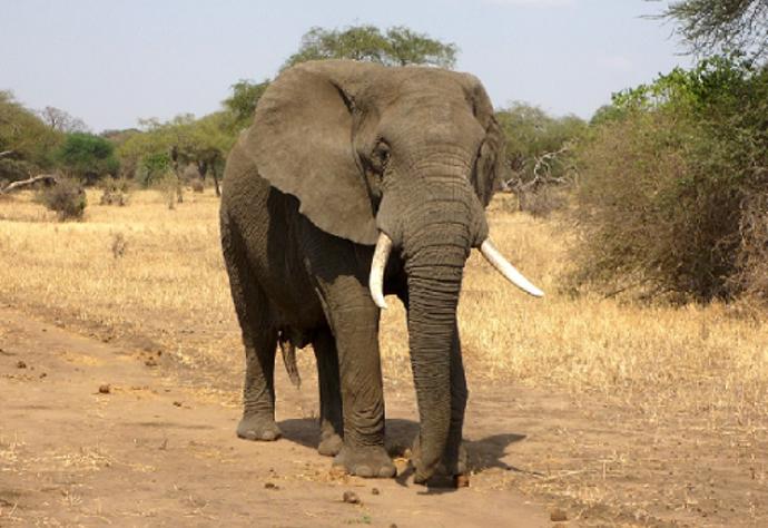 Působí jako nemotorné zvíře.