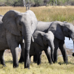 Žijí ve stádech a přesto jsou samotářští.