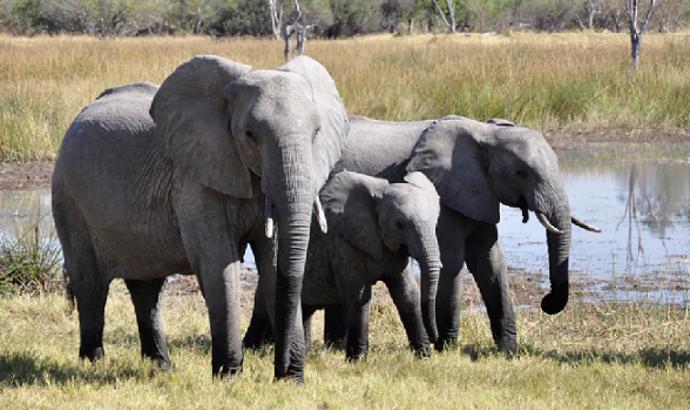 Žijí ve stádech a přesto jsou samotářští.