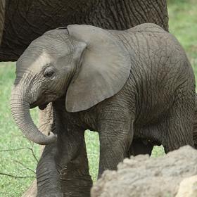 Dožívají se až sedmdesáti let.