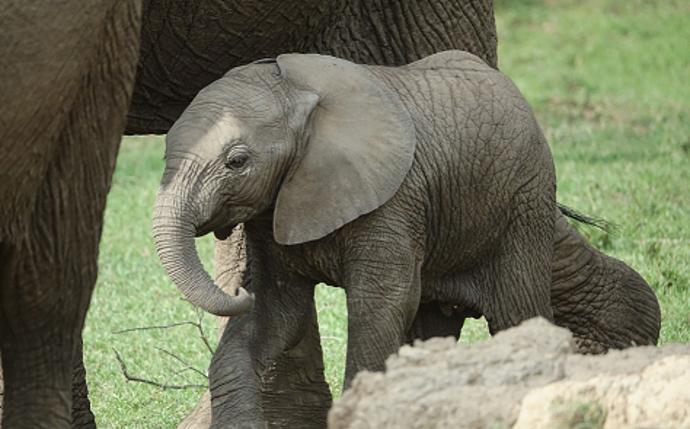 Dožívají se až sedmdesáti let.