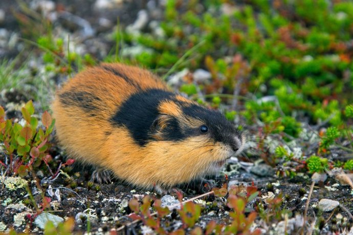 Proč se limíci vrhají střemhlav do hlubin moře dodnes zůstává záhadou