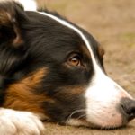 Psi jsou velmi náchylní na deprese