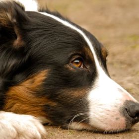 Psi jsou velmi náchylní na deprese
