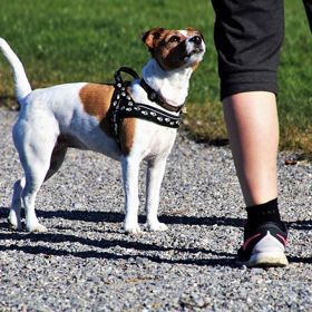 Snad se nám jednou podaří zjistit, co stojí za tímto podivným zvířecím chování