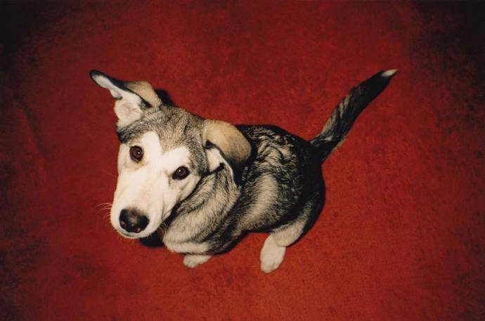 Tento pejsek se stal předobrazem pro vytvoření loutkového filmu o psí kosmonautce