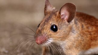 Myši umí nadělat nejenom pořádnou neplechu, ale také mohou přenášet nemoci