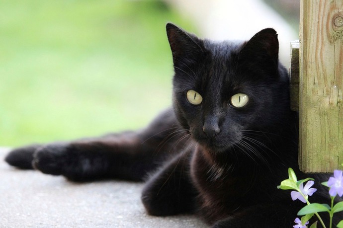 kočky rády loví myši