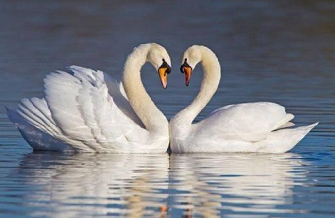 Češi věří na lásku na celý život.