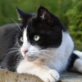 Docela by nás zajímalo, co se chudákovi taxikáři honilo hlavou.