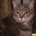 Kočky umí být vzpurné.