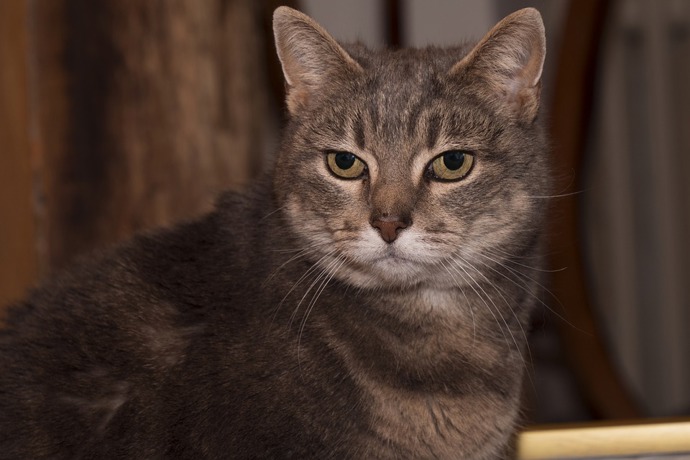 Kočky umí být vzpurné.