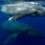 20. „Protože plavání po boku těchto keporkaků v Tonze mi připomnělo, jak nádherná mohou stvoření Země být.“ – Lia Barrett, redaktorka BBC Travel