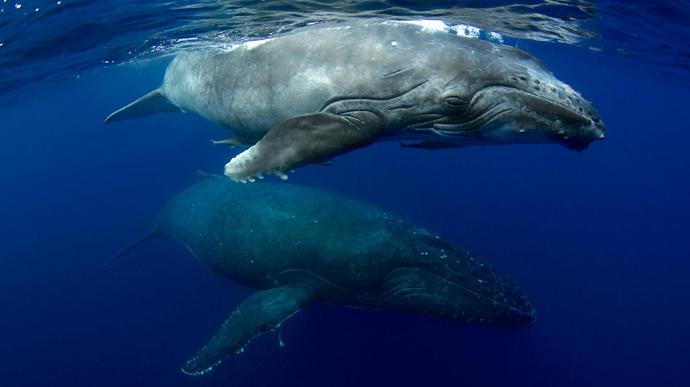 20. „Protože plavání po boku těchto keporkaků v Tonze mi připomnělo, jak nádherná mohou stvoření Země být.“ – Lia Barrett, redaktorka BBC Travel