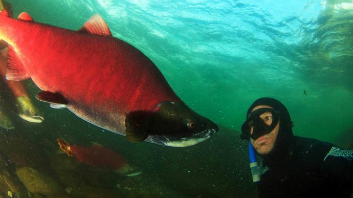 5. „Protože skok do řeky s miliony zářivých červených lososů mi udělal radost, že jsem naživu.“ – Josh Humbert, redaktor BBC Travel