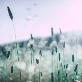 Když všechno kvete, pšíká se jedna radost.