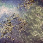 Trápí vás ve vašem jezírku otravné řasy? Poradíme vám, jak se jich zbavit.