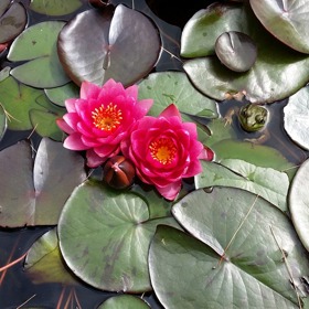 Pravda je taková, že řasy v jezírku se nedají stoprocentně vyhubit, tedy pokud na ně nevezmete nějakou smrtící chemikálii, která ovšem současně zabije i vše ostatní živé.