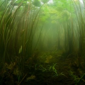 Řasy dovedou v jezírku napáchat neplechu.