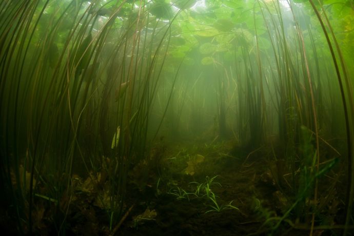 Řasy dovedou v jezírku napáchat neplechu.