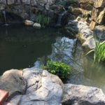 Bohužel platí, že zahradní jezírka a vůbec všechny malé vodní plochy mají jako uzavřené biotopy minimální schopnost samy se čistit.