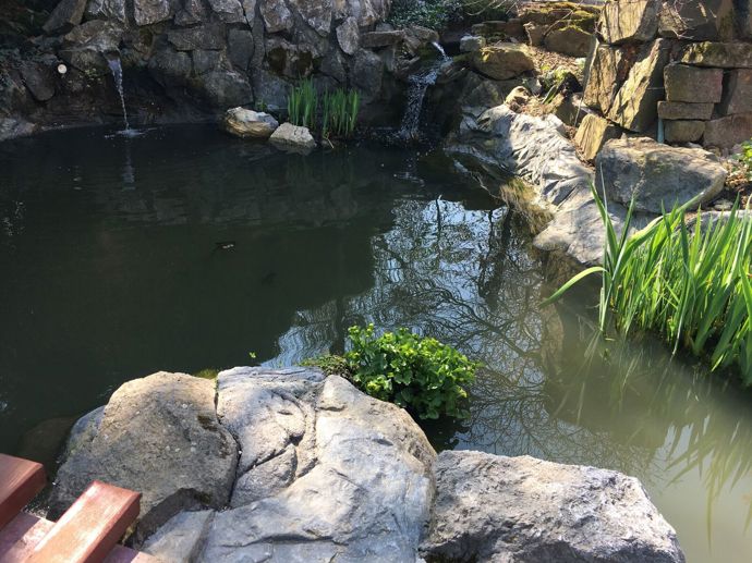 Bohužel platí, že zahradní jezírka a vůbec všechny malé vodní plochy mají jako uzavřené biotopy minimální schopnost samy se čistit.