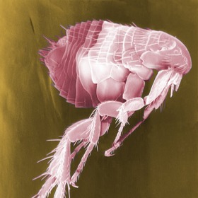 Poštípání od blechy je nepříjemné, svědí a nutí ke škrábání. Jenže tím ohrožení zdraví ze strany blech zdaleka nekončí.