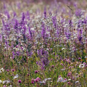 Šalvěj dokáže uklidnit žaludek, zabránit nadýmání a vydezinfikovat dutinu ústní.