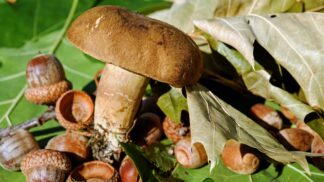 Hřiby patří k nejlahodnějším houbám