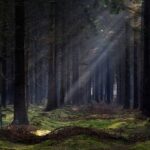 Jihozápadně od Českých Budějovic se nachází tajemný les Bor zvaný též Branišovský les.