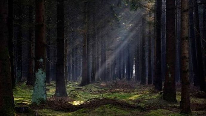 Jihozápadně od Českých Budějovic se nachází tajemný les Bor zvaný též Branišovský les.
