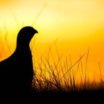 Před začátkem pokusu účastníci vyplnili dotazník cílený na jejich duševní pohodu v oblasti psychiky, emocí a společenského života.