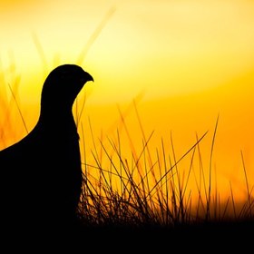 Před začátkem pokusu účastníci vyplnili dotazník cílený na jejich duševní pohodu v oblasti psychiky, emocí a společenského života.