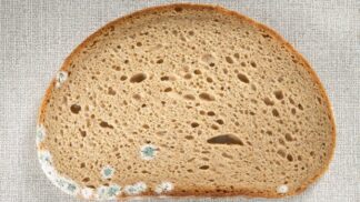 Okrajuje vaše babička plíseň z chleba? Možná na tom není tak špatně, jak si myslíte...