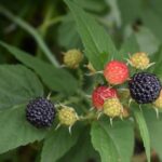 Z listů ostružiníku si můžete udělat velmi zdravý čaj.