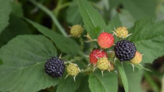 Z listů ostružiníku si můžete udělat velmi zdravý čaj.