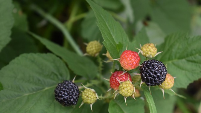 Z listů ostružiníku si můžete udělat velmi zdravý čaj.