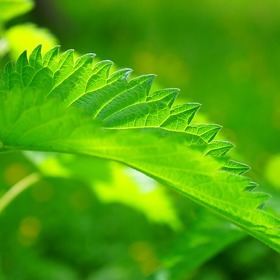 Mladé kopřivy jsou rovněž vhodné k sušení. 