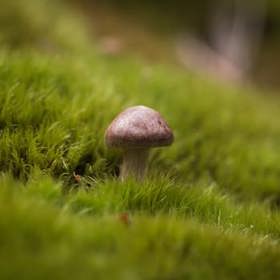 Plíseň spadá do kategorie hub.